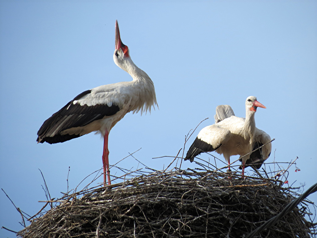 2013-04-17 - Altshausen