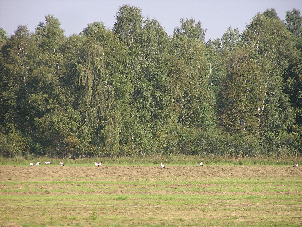 2009-08-19 - Storchenschwarm bei Bad Buchau