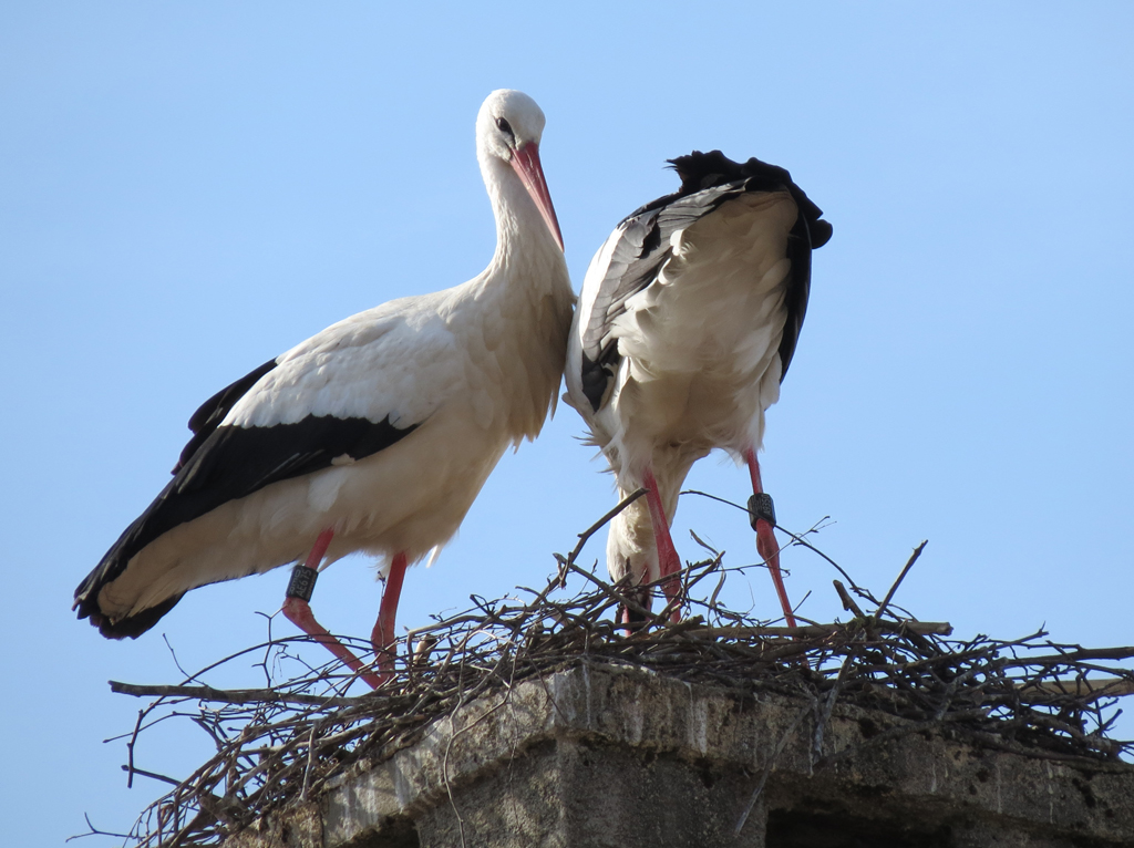 2014-03-11 - Bad Saulgau