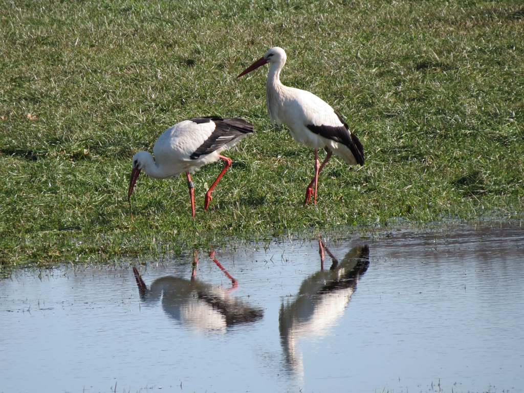 2015-03-06 - Ebenweiler