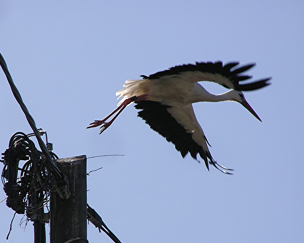 2009-07-27 - Storch in Esenhausen