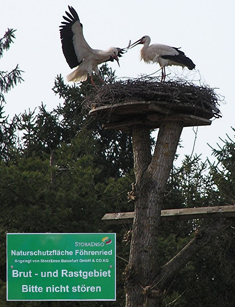 2009-06-02 - Storchenhorst in Föhrenried