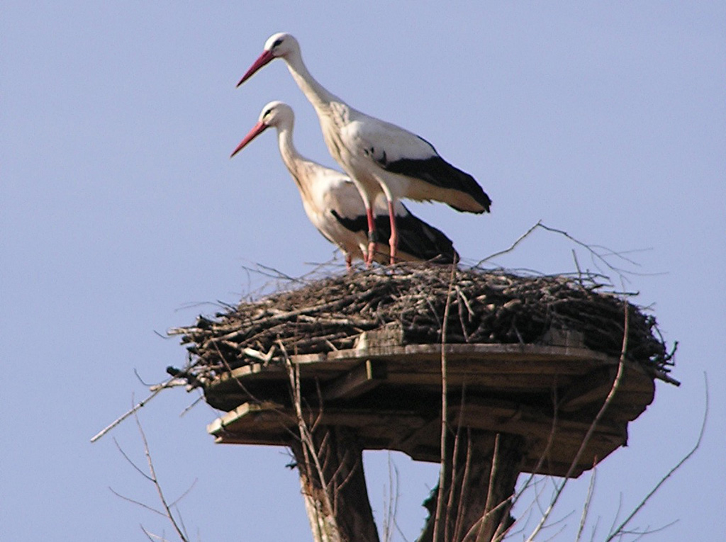 2011-03-25 - Föhrenried