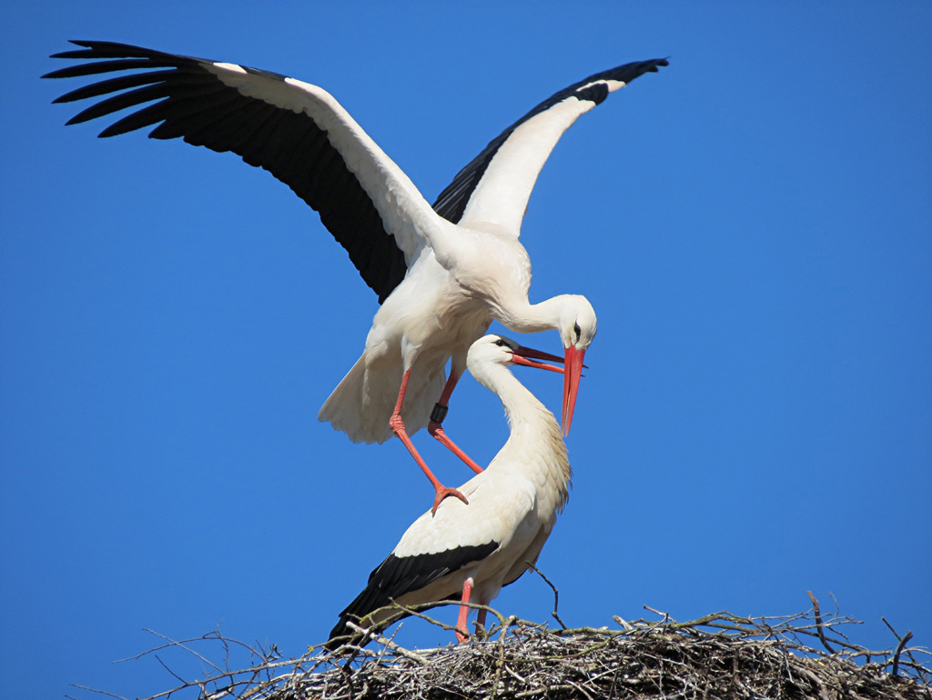 2014-03-17 - Fleischwangen