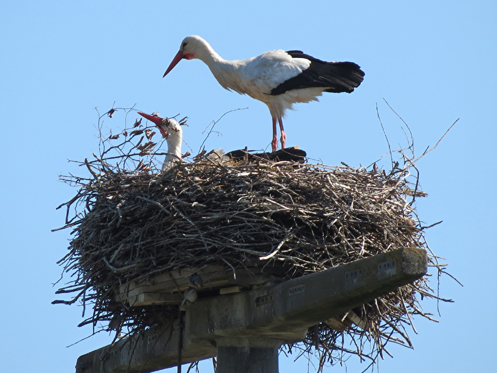 2014-03-29 - Mochenwangen