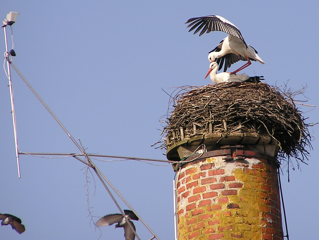 2011-04-13 - Neues Bad Waldseer Storchenpaar