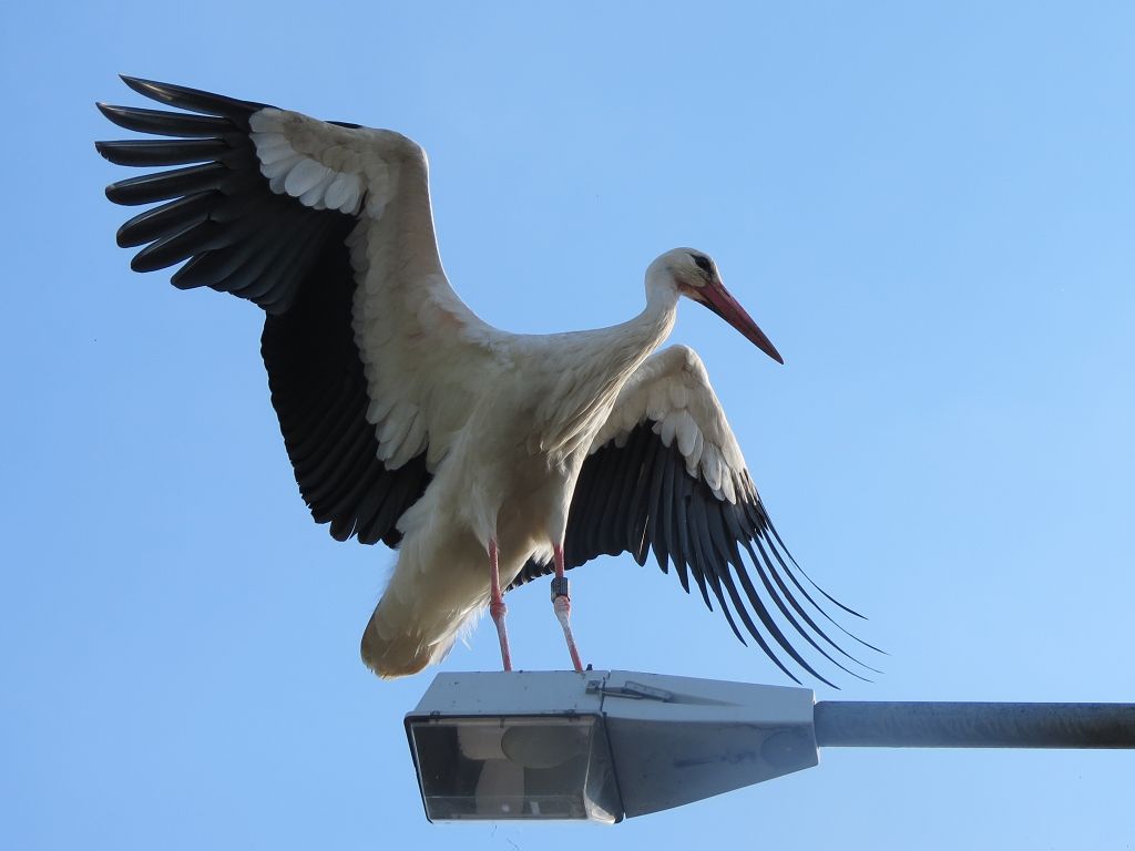 2015-06-25 - Oggelshausen Pfahlnest