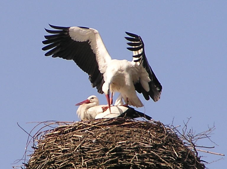 2011-04-13 - Bad Waldsee