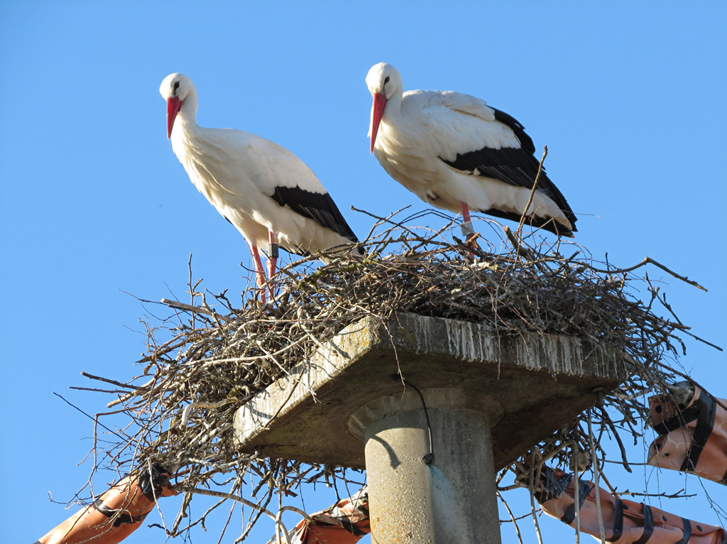 2014-03-17 - Riedhausen