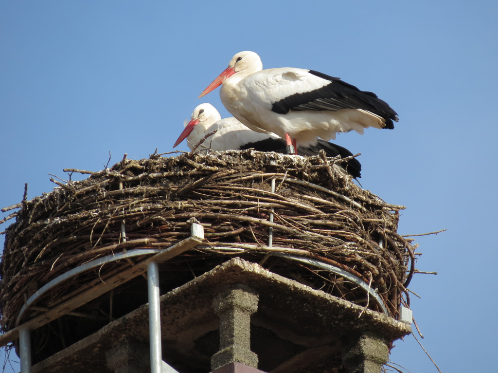 2014-03-11 - Riedlingen