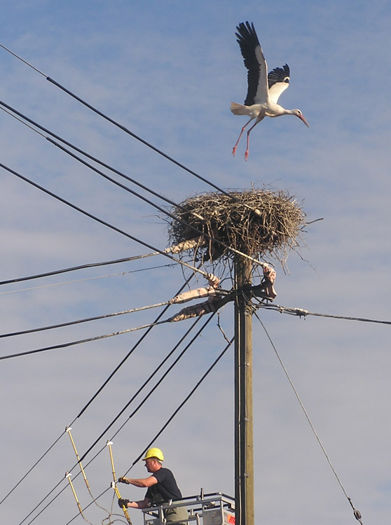 2012-06-05 - Altstorch fliegt weg