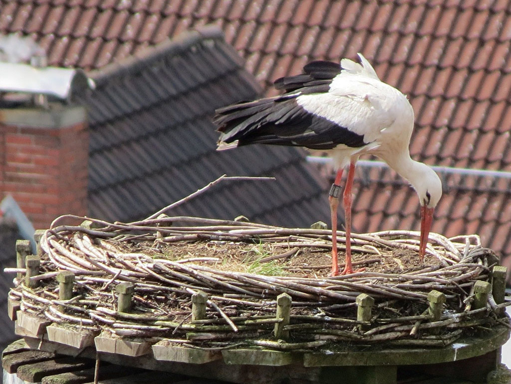 2012-04-20 - Fremdstorch A9292 im Schlossnest