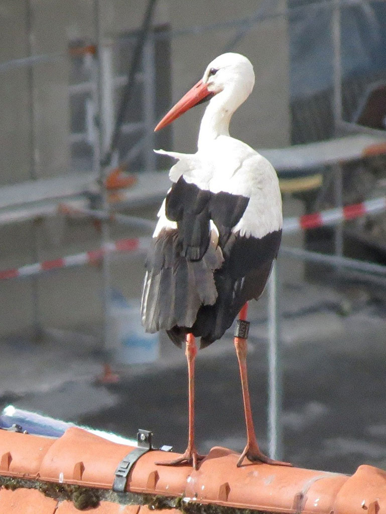 2012-04-20 - Fremdstorch auf Schlossgiebel