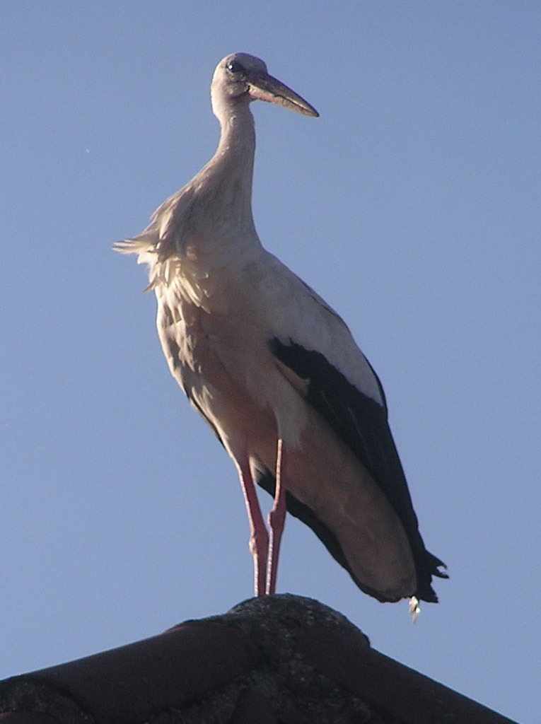 2012-06-05 - Altstorch beobachtet die Prozedur