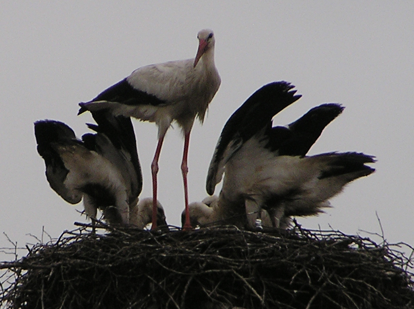 2012-07-03 - Fütterung durch das Storchenmännchen