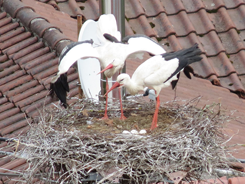 2012-04-20 - Gelege im neuen Nest