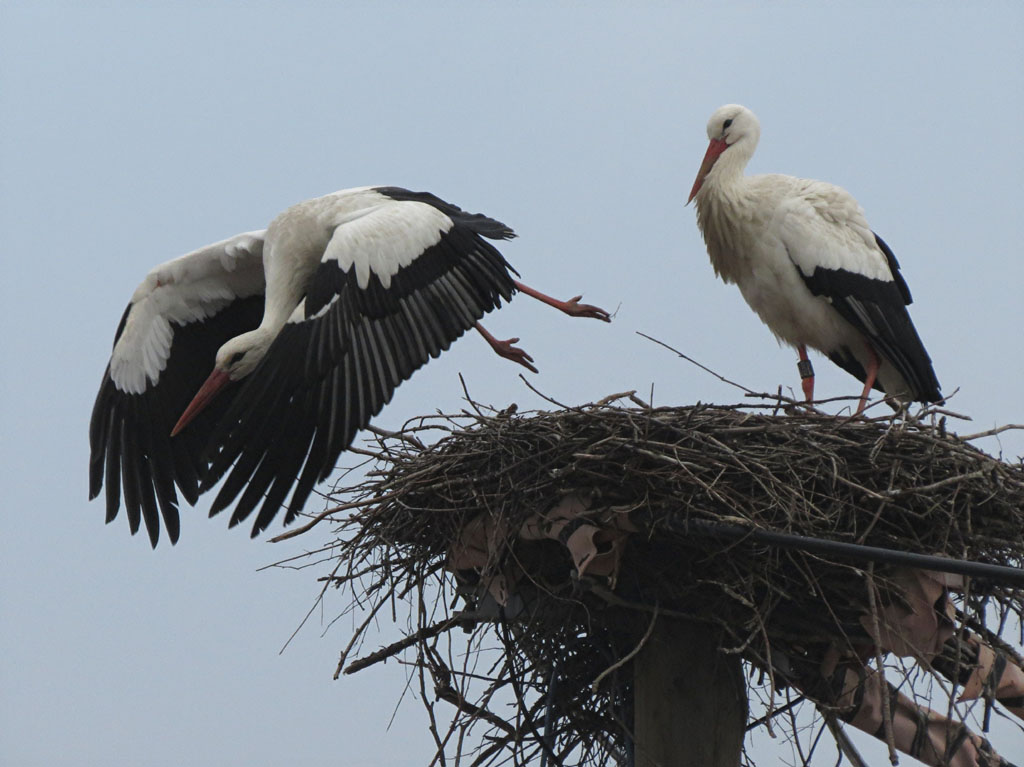 2012-03-12 - Abflug Männchen