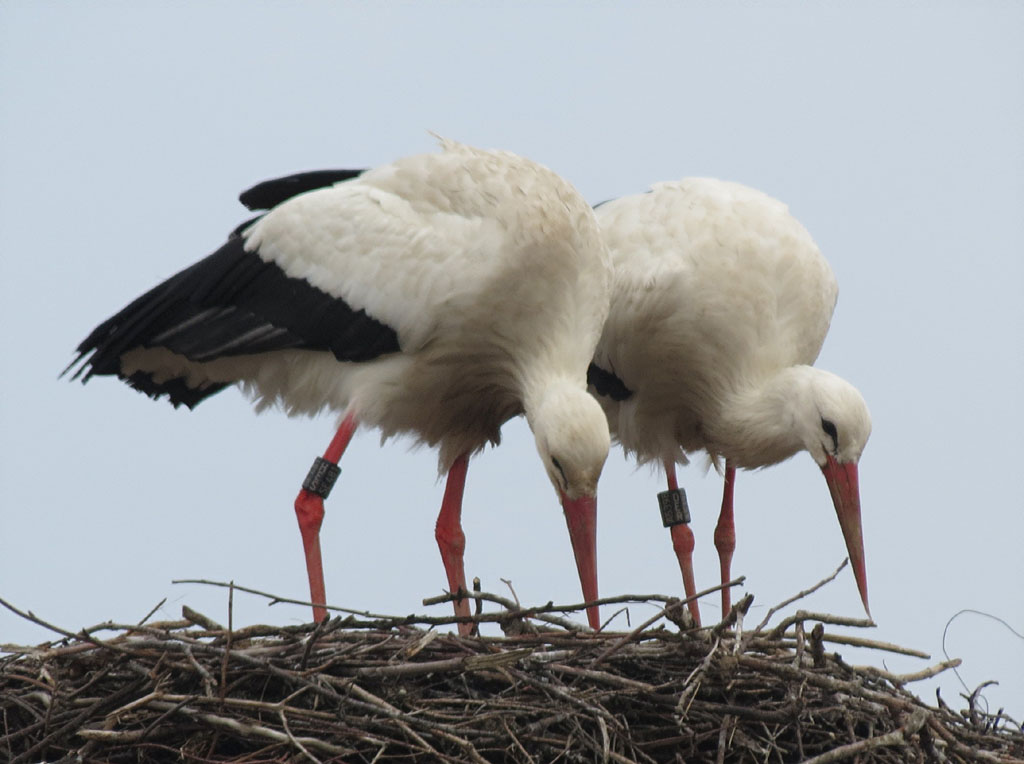 2012-03-12 - Nest richten