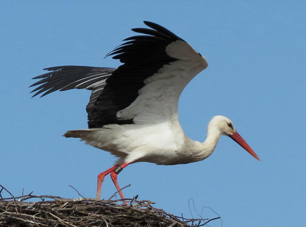 2012-03-06 - Storch folgt der Partnerin