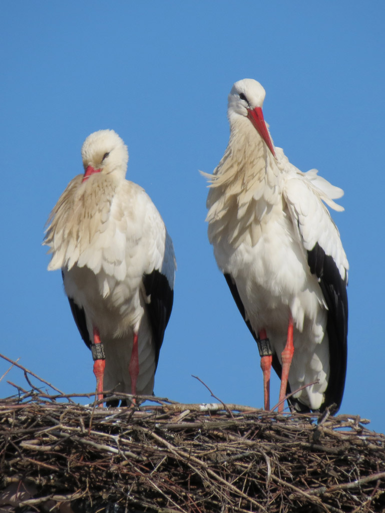 2012-03-06 - Auf dem neuen Nest