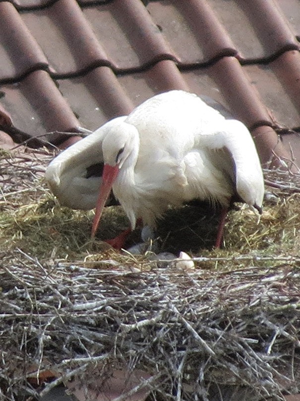 2012-05-03 - Beschützen der geschlüpften Küken