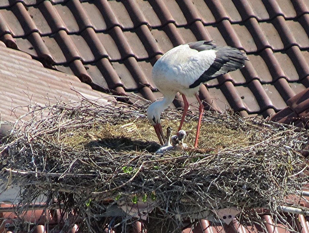 2012-05-08 - Fütterung durch den Storch