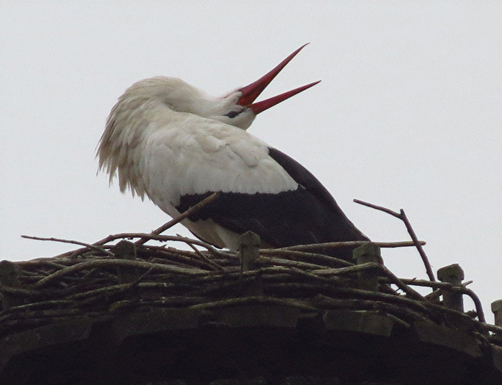 2012-03-04 - Kurzbesuch auf dem benachbarten Schlossnest