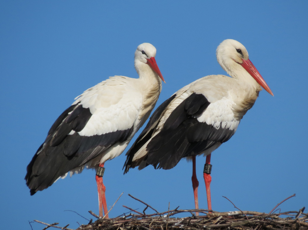 2012-03-06 - Gemeinsame Nestbewachung