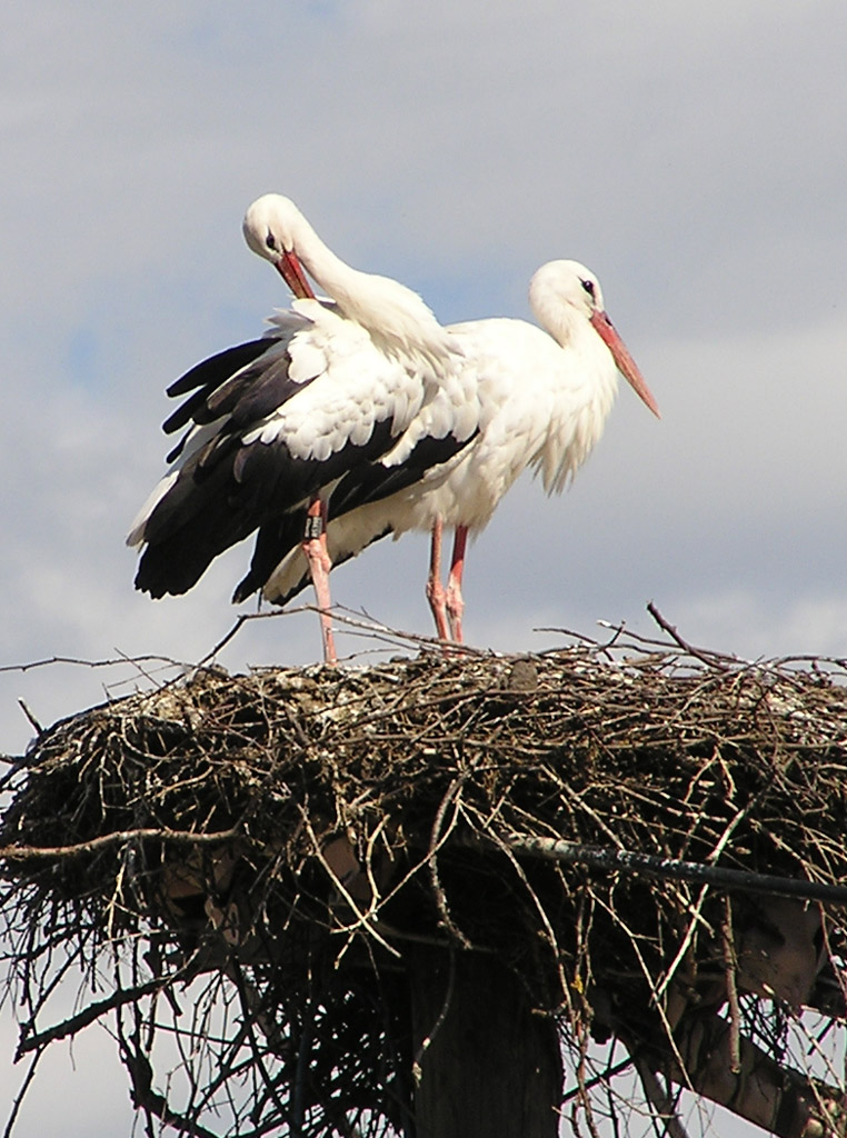 2012-08-29 - Auf dem neuen Nest