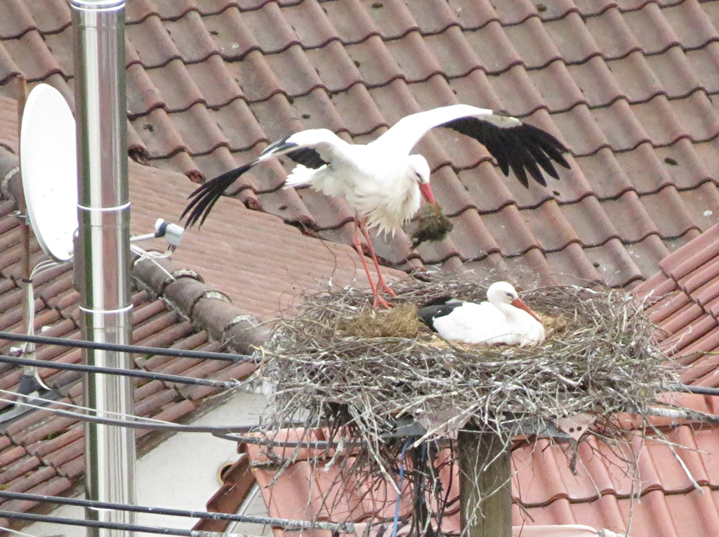 2012-04-11 - Rückkehr mit Nistmaterial