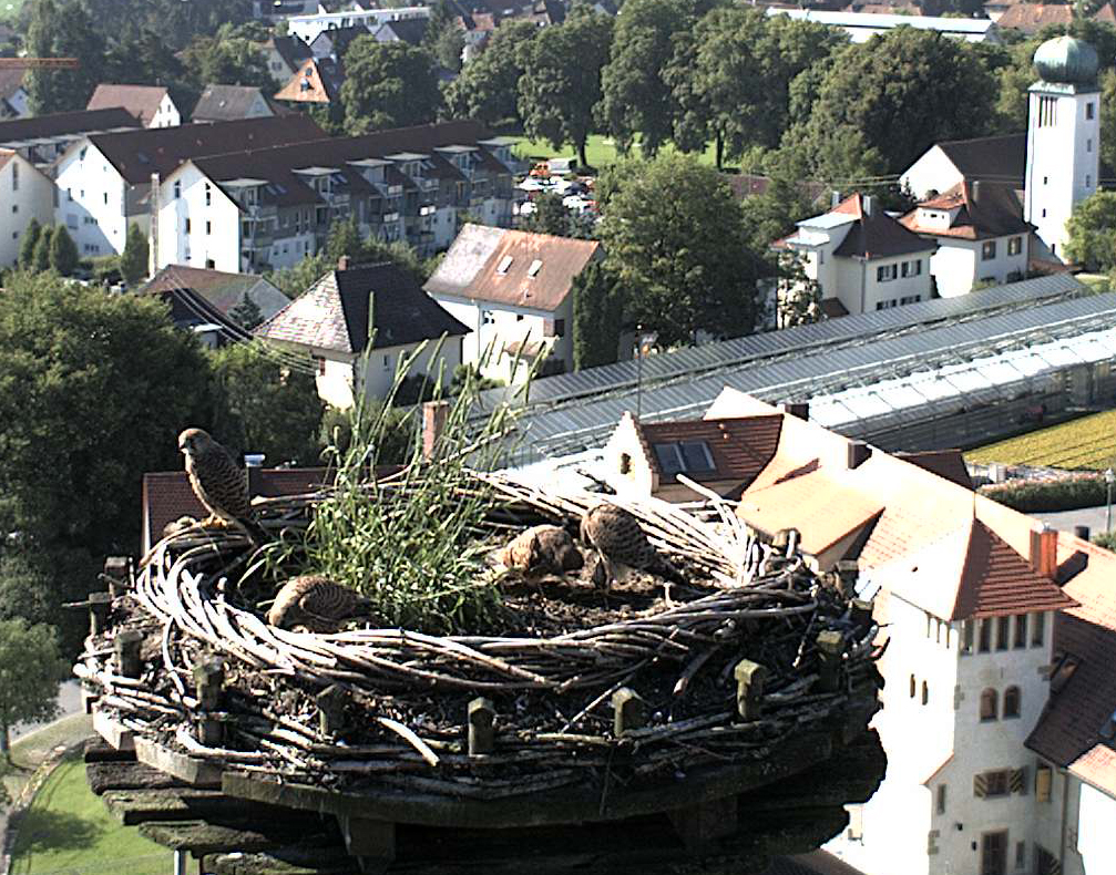 2011-07-26 - Jungfalken im Schlossnest