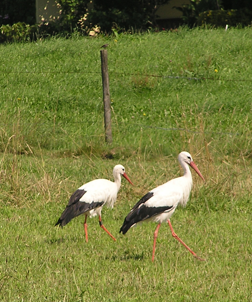 2011-07-26 - Futtersuche im Schussenbereich