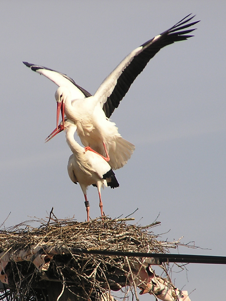 2011-03-25 - Begattung