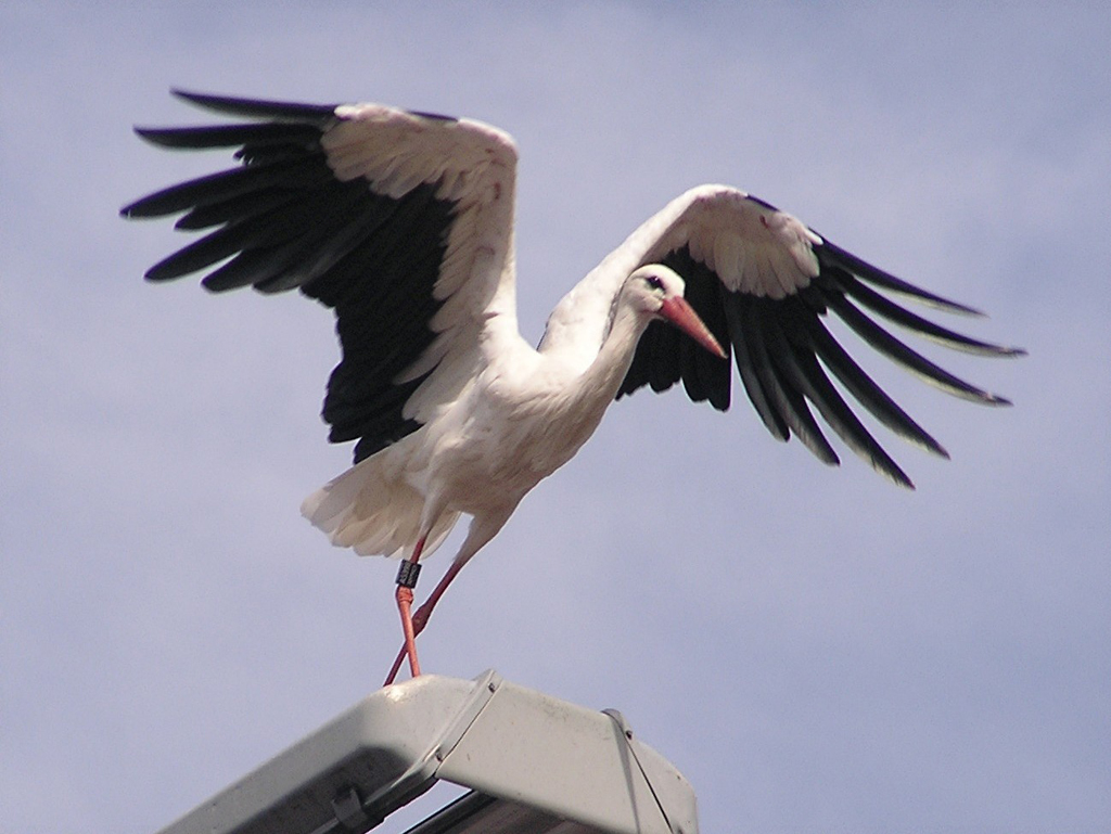 2011-08-22 - Abflug Störchin