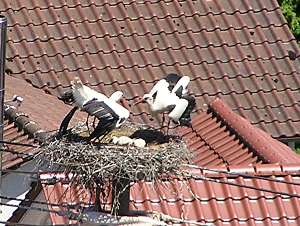 2011-05-29 - Fremdstörche kreisen