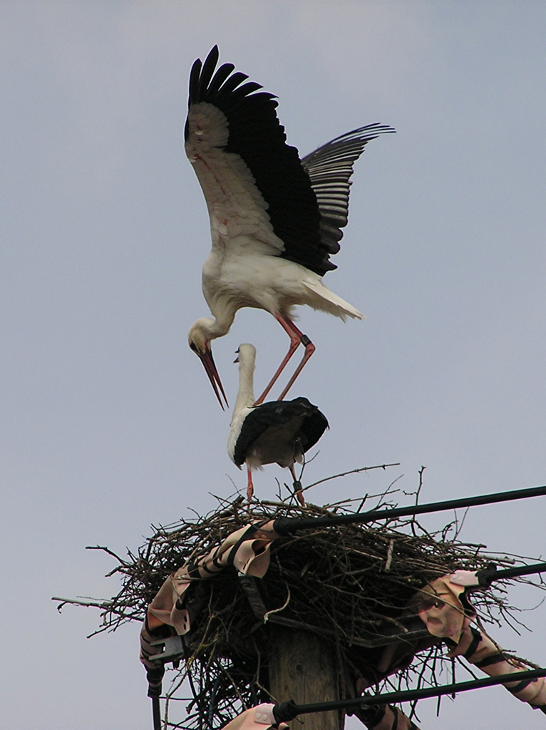 2011-03-10 - Begattung