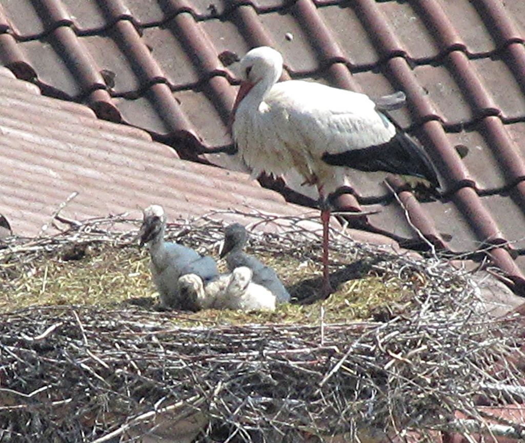 2011-05-24 - Drei Jungstörche