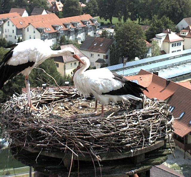 2010-07-22 - Zärtliche Knibbelei