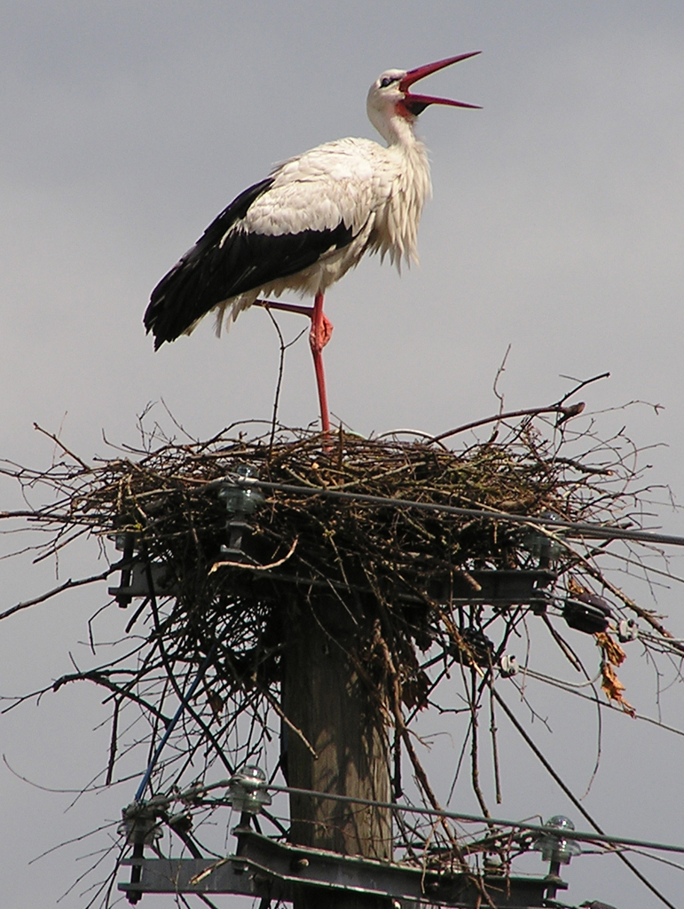 2010-05-31 - Nestbau macht müde