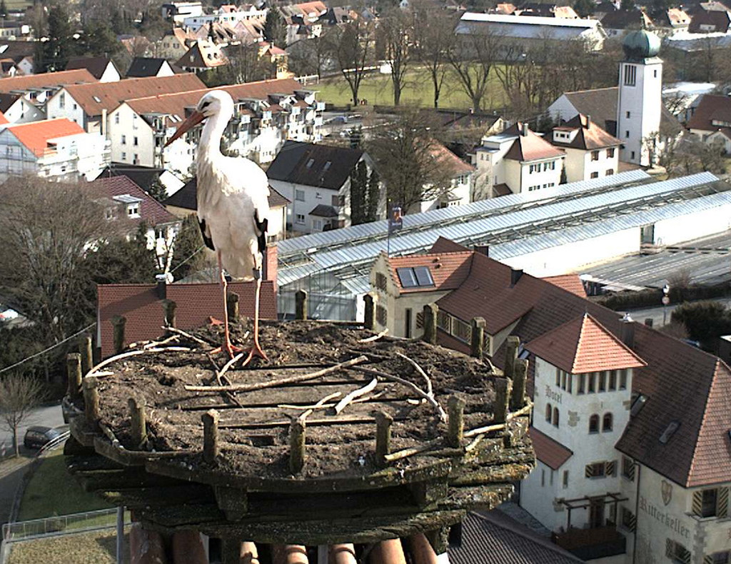 2013-03-08 - Fremdstorch im Schlossnest