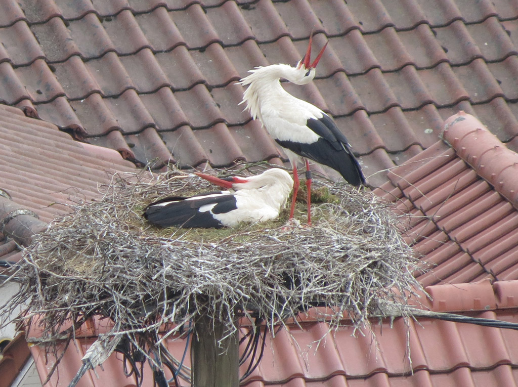 2013-05-06 - Begrüssung bei der Brutablösung