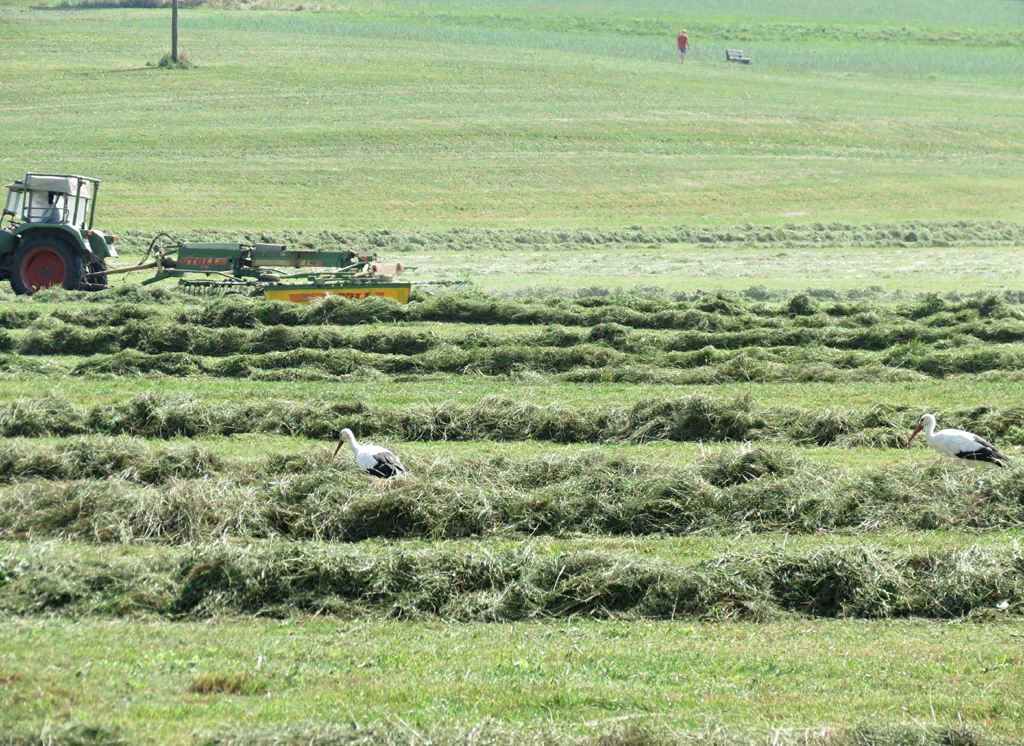 2013-08-22 - Erntearbeiten im Boosen