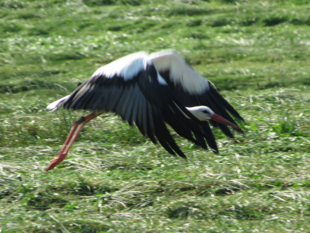 2013-08-21 - Störchin fliegt weiter