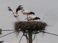 2014-06-30 - Alle im Nest