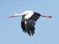 2015-07-11 - Altstorch fliegt zur Nahrungssuche