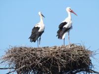 2015-08-03 - Altstörche auf dem Nest