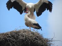 2015-07-14 - Altstörche im Nest