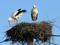 2015-03-03 - Nest richten