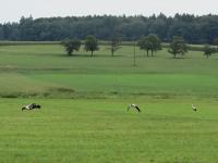 2015-08-14 - Besuch durch Fremdstorch