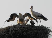 2015-07-04 - Fütterung durch die Störchin